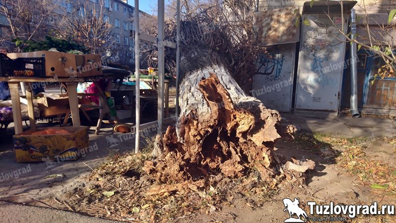 В Новочеркасске аварийное дерево упало на человека