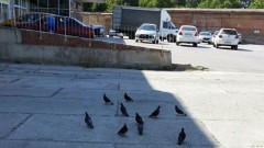 В ближайшие дни в Новочеркасске жара будет только усиливаться